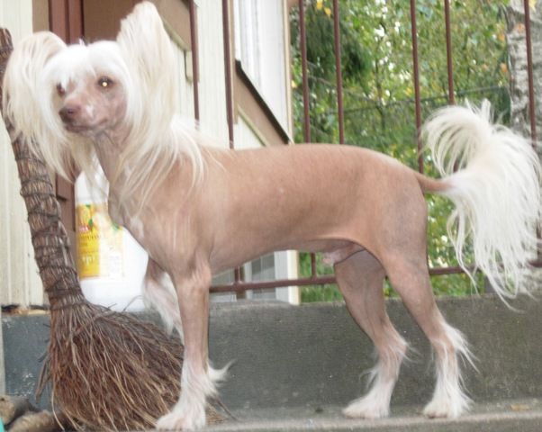 Sun Dan Golden Arrow