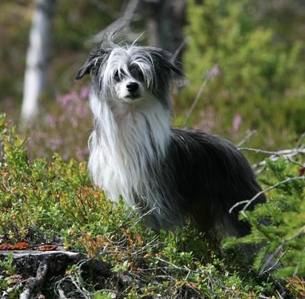 Sun-Hee's Man On The Moon