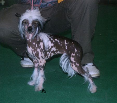 Sunny Glade's Aprilstar