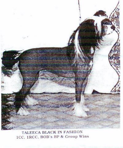 Taleeca Black In Fashion