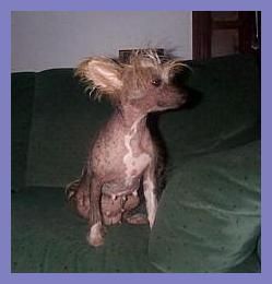 Taleeca Flamenco Dancer