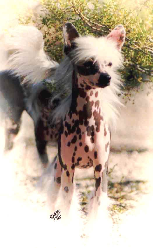 Tamarlane K-Mac Happi Harly