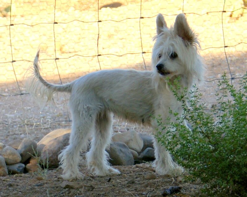 Tamarlane-Krishna's Eveready DOM