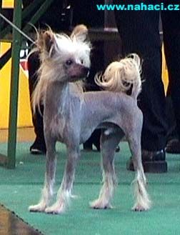 Tango y Flamenco de la Villa Malibran