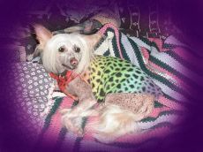 Tebroc's Hsiao Cinnabar