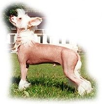 Tenderlove N'Care's Salsa Exstacy