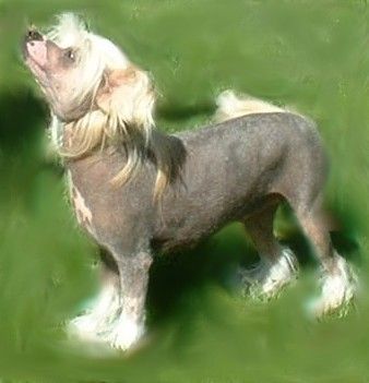 Tenderlove N'Care's Victorias Secret