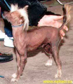 Teufelchen Kwiningham