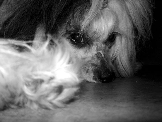 Callanderssons Texas