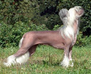 Tippytoes Thumbolina