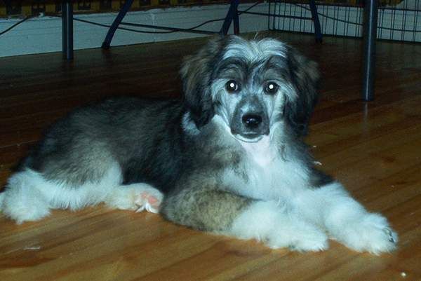 Tippytoes Tumble Bug