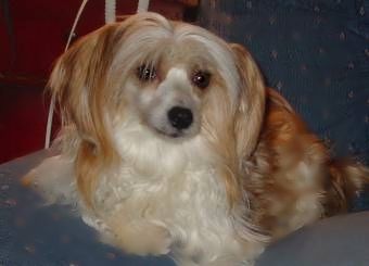 Tobore Peaches-Cream Jorivan