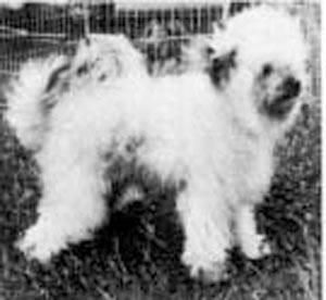 Tod-Mar's Double Trouble Of Mordor