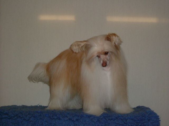 Tournais Shop Til I Drop