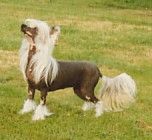 Trollmyren's Ciccolina Curiosa