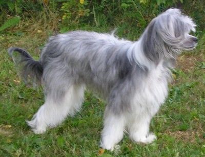 Trollmyren's Vackra Vera