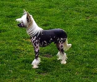 Tyang du Pays Gabaye