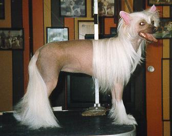 Unicorn's Palomino Filly