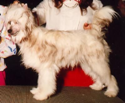 Unicorn's Sol-Orr Star