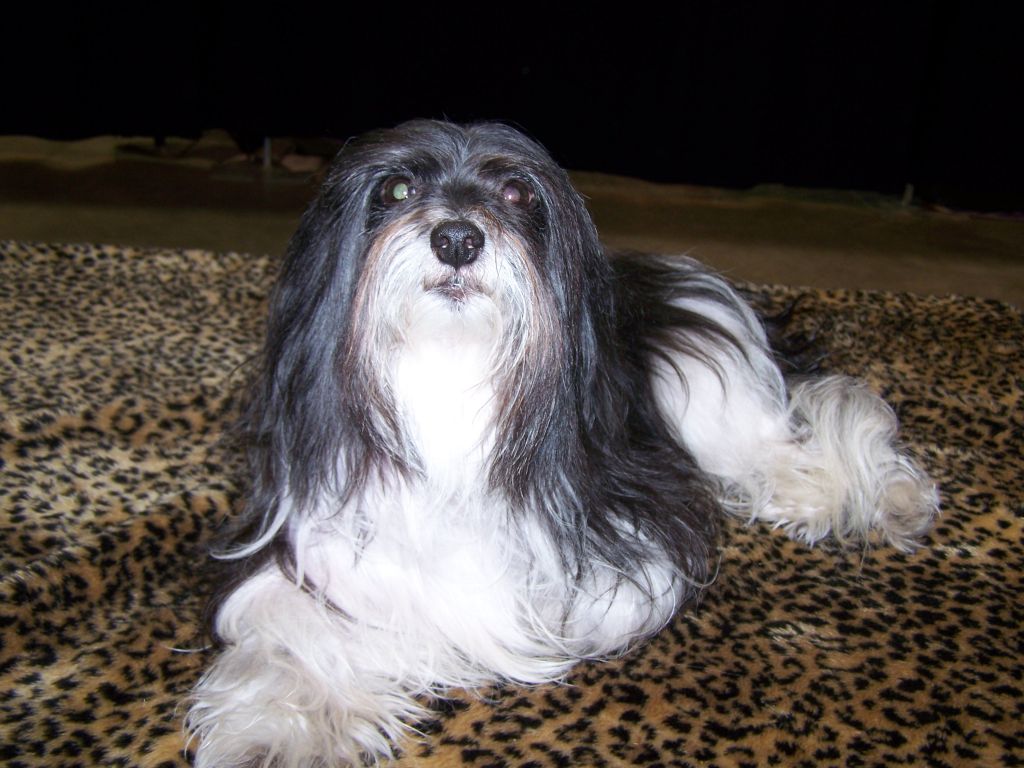 Unidog Fluppy As A Rainbow