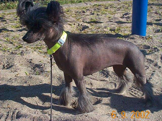 Unidog Little Luna Crest