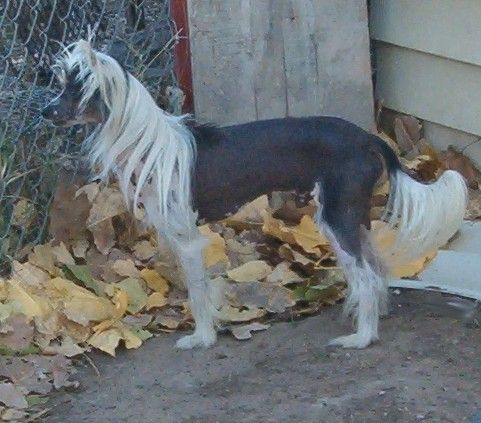 Unidog Thunder Virus