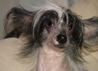 Vellar Pljus Lizheja