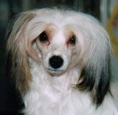 Villa Katrinelunds Miss Olivia