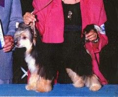 Vore's Remington Steel O'Heart