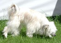 Willow Star's Ice Tea