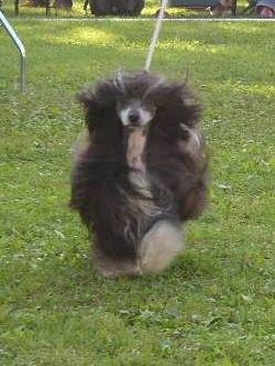 Willow Star's Mayday