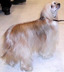 Willow Star's Zaga-Zmilla