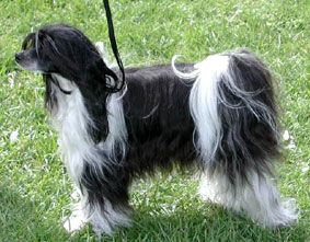 Willow Star's Ziri-Smilla