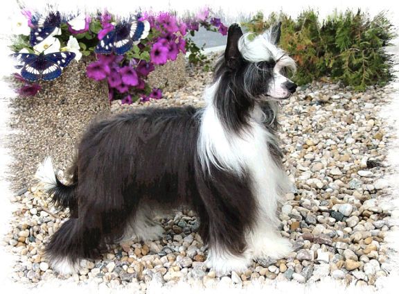 Woodlyn White Admiral