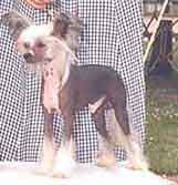 Woodstaff's Stallion To Debe