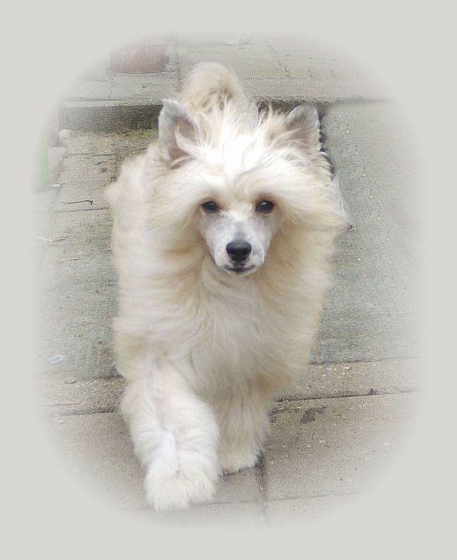 Ch.Tigi von Shinbashi.