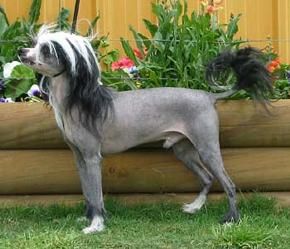 Wumao Jumping Jack Flash