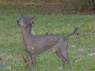 Xcel's Special Attraction