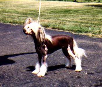 Xi'a Xi'ang's Chi Chi Lachunga