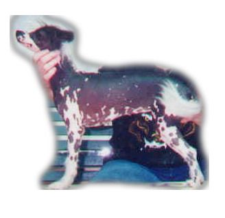 Xioma Flower O'Darkness