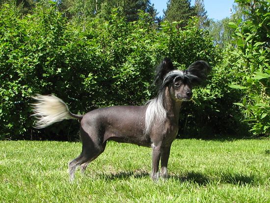 Yodanites Blackbeauty