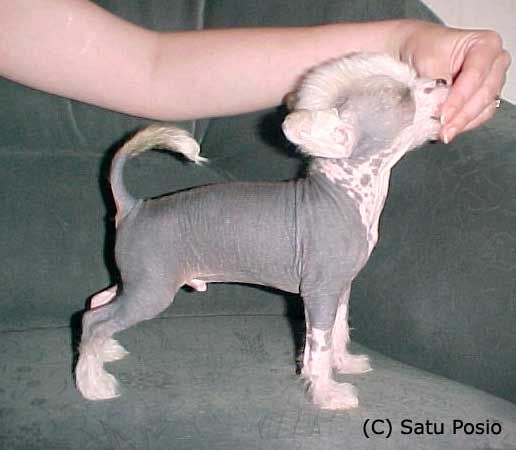 Yodanites Electrocute