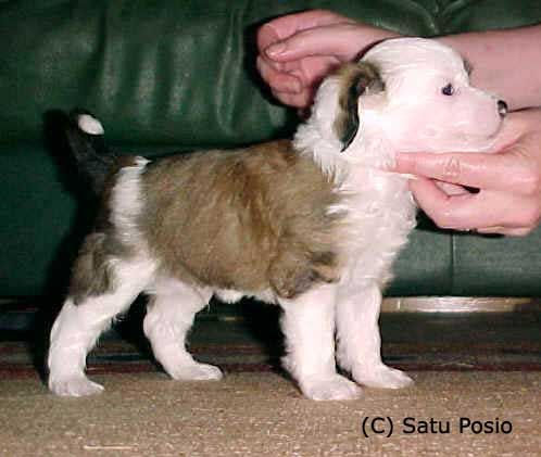 Yodanites Fancydog