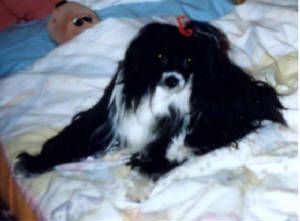 Yorcrechi Black Orchid