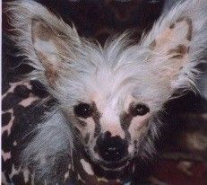 Yorcrechi Little Miss Soso