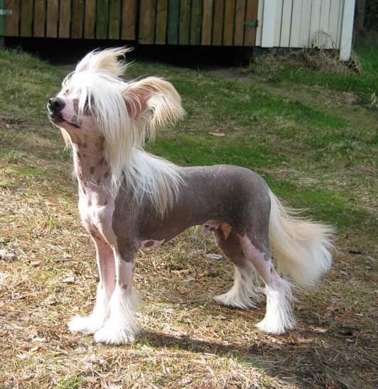 Yorcrechi's Born To Be Bare