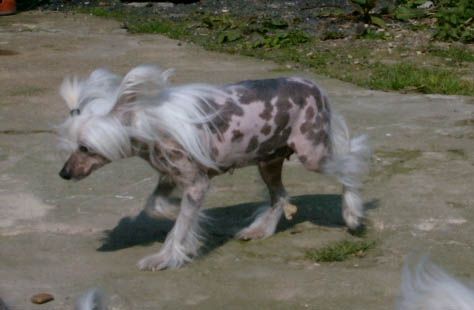 Yorcrechi's Donna-Bella