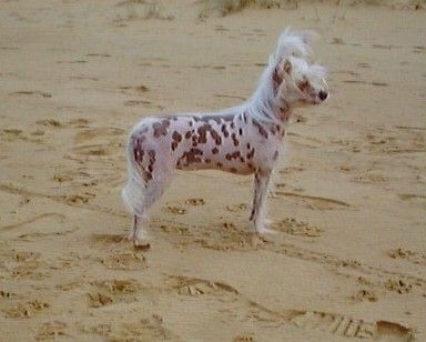 Yorcrechi's Kissed By Angels