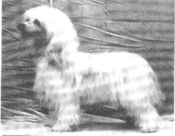 Zazza Paa Dou's Emil