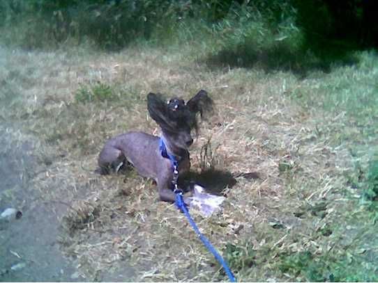 Zazza Paa Dou's Grace Jones